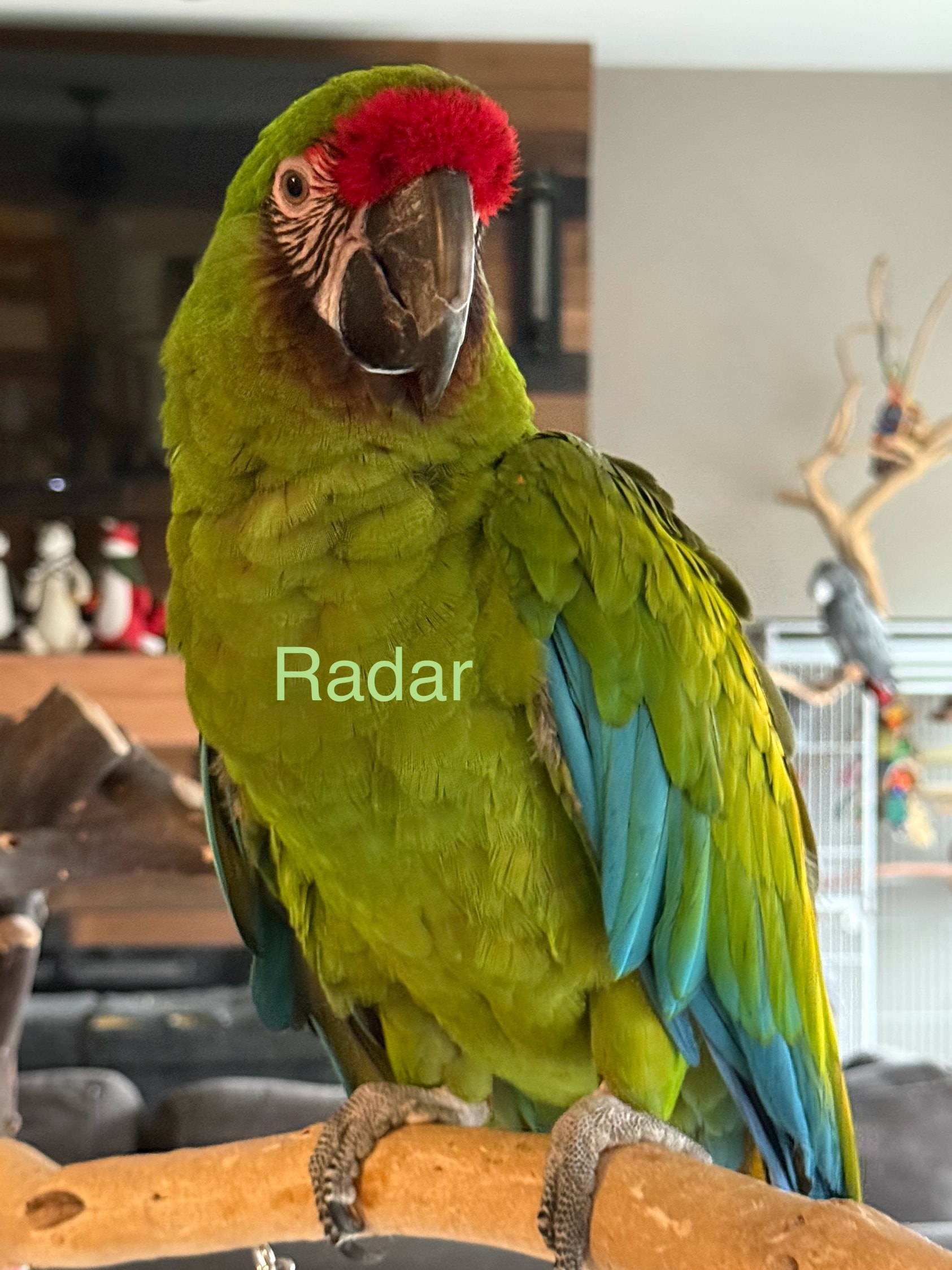 Radar, a Military Macaw • male 8 years old at Flockers Birdie Bungalow Sanctuary