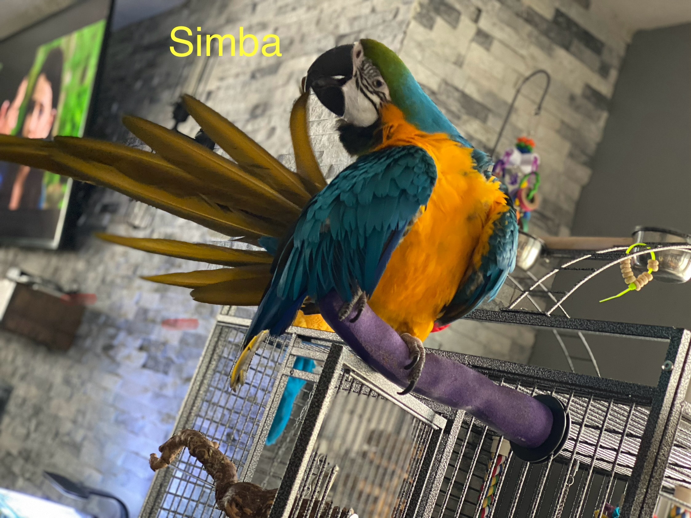 Simba, a Blue and Gold Macaw •male 26 years old at Flockers Birdie Bungalow Sanctuary