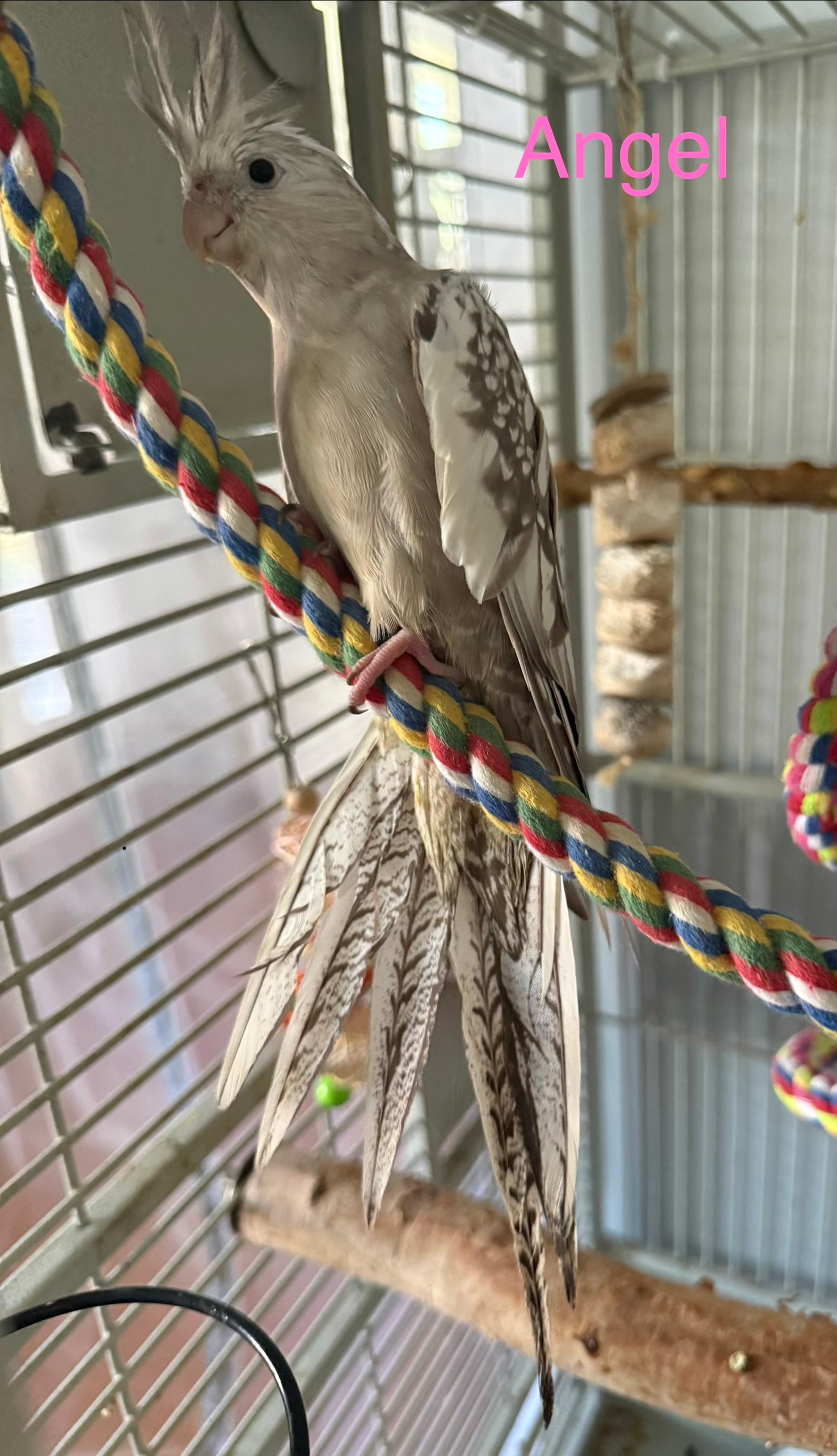 Angel, a Female cockatiel • 3-5 years old at Flockers Birdie Bungalow Sanctuary