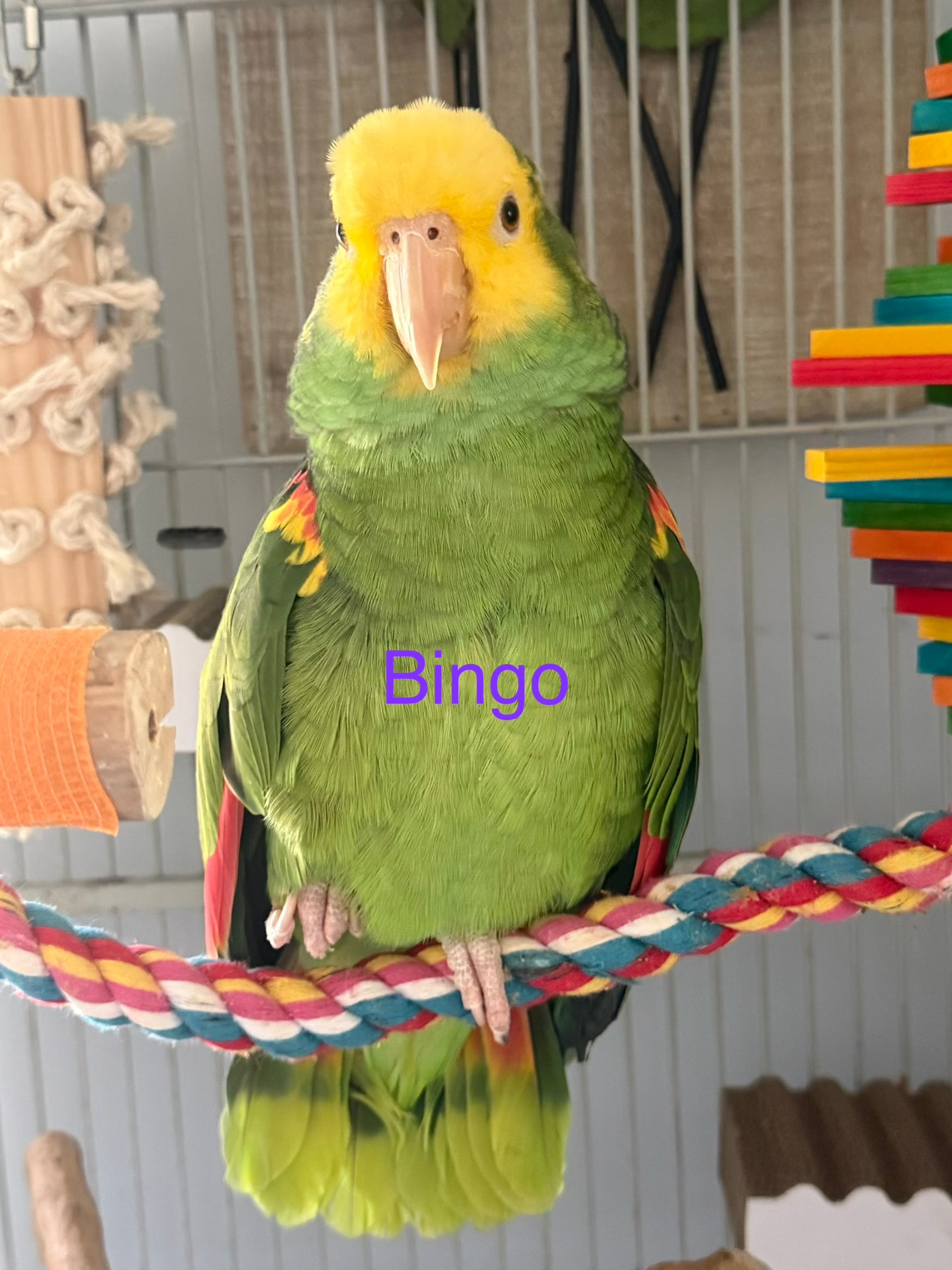 Bingo, a Amazon Parrot at Flockers Birdie Bungalow Sanctuary