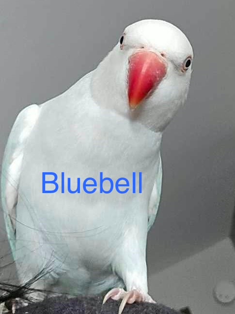 Bluebell, a Parakeet at Flockers Birdie Bungalow Sanctuary