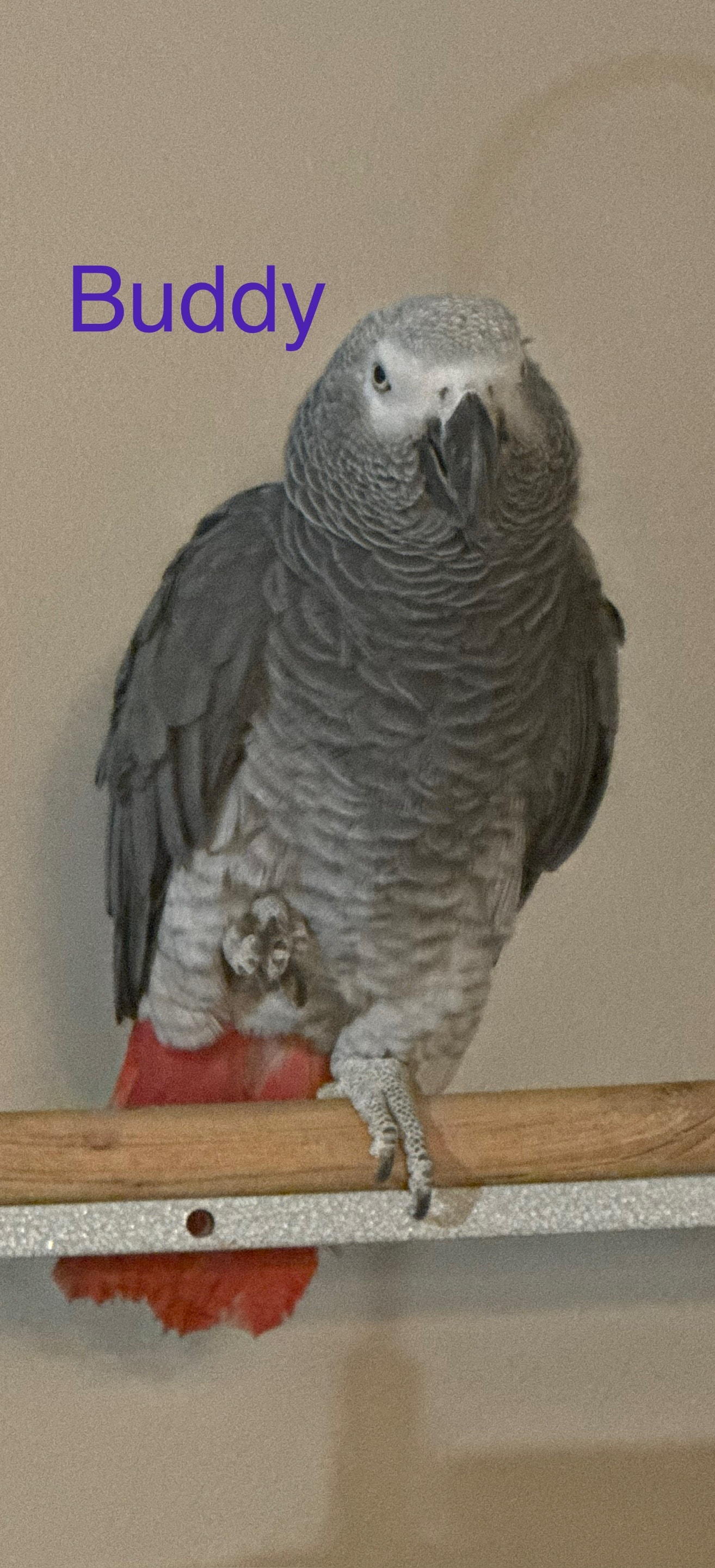 Buddy, a African Grey Parrot at Flockers Birdie Bungalow Sanctuary