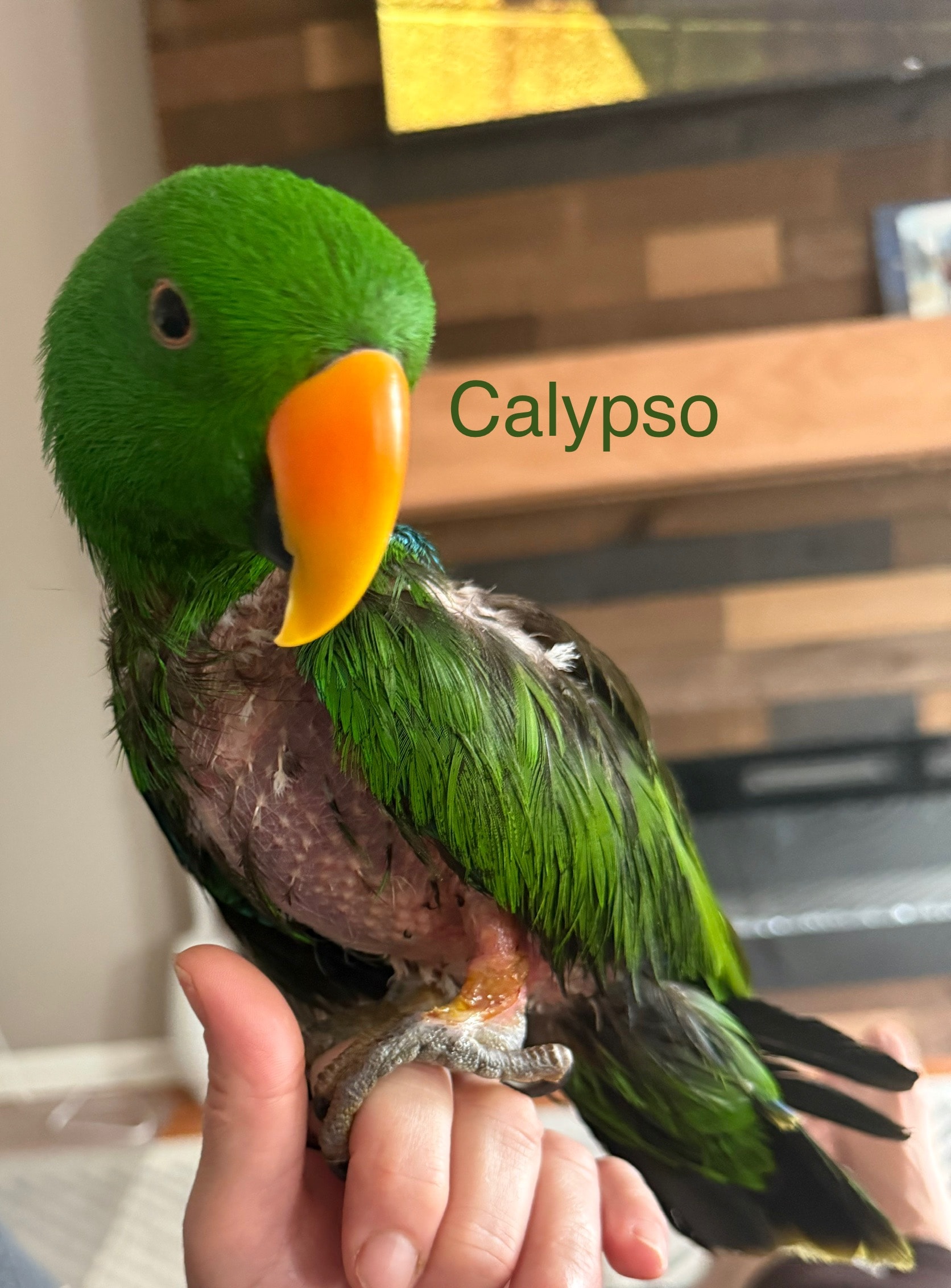 Calypso, a Eclectus • male •24 years of age at Flockers Birdie Bungalow Sanctuary