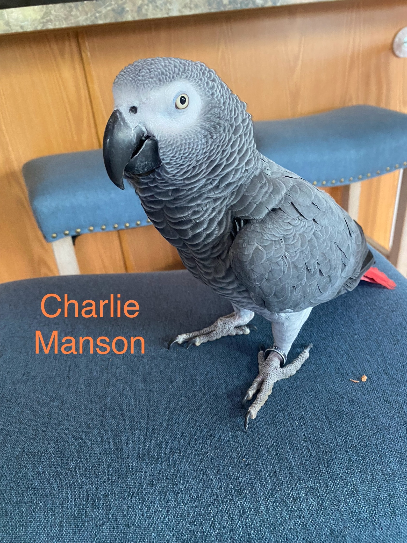 Charlie Manson, a African Grey Parrot at Flockers Birdie Bungalow Sanctuary