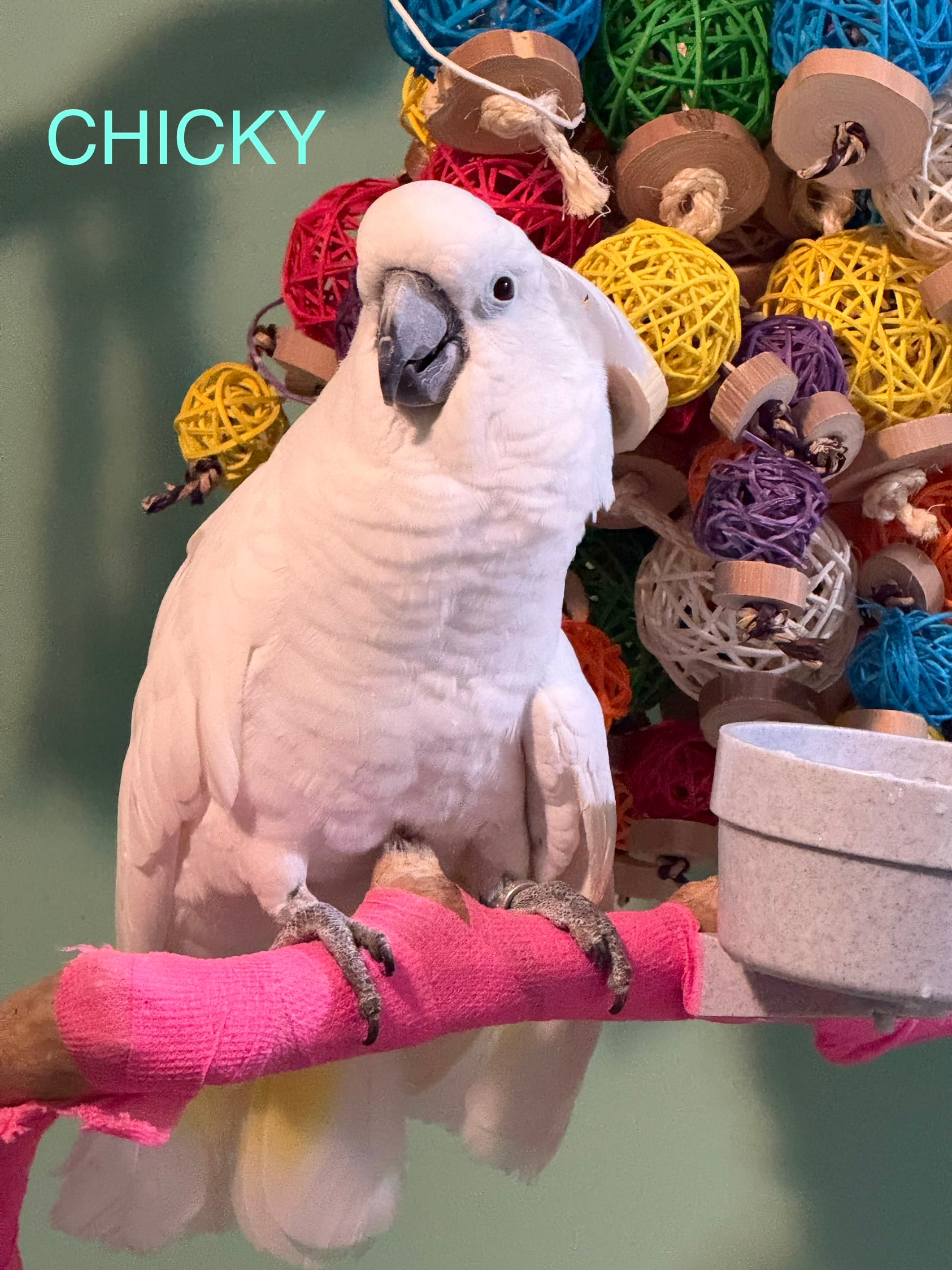 Chickie, a Cockatoo at Flockers Birdie Bungalow Sanctuary