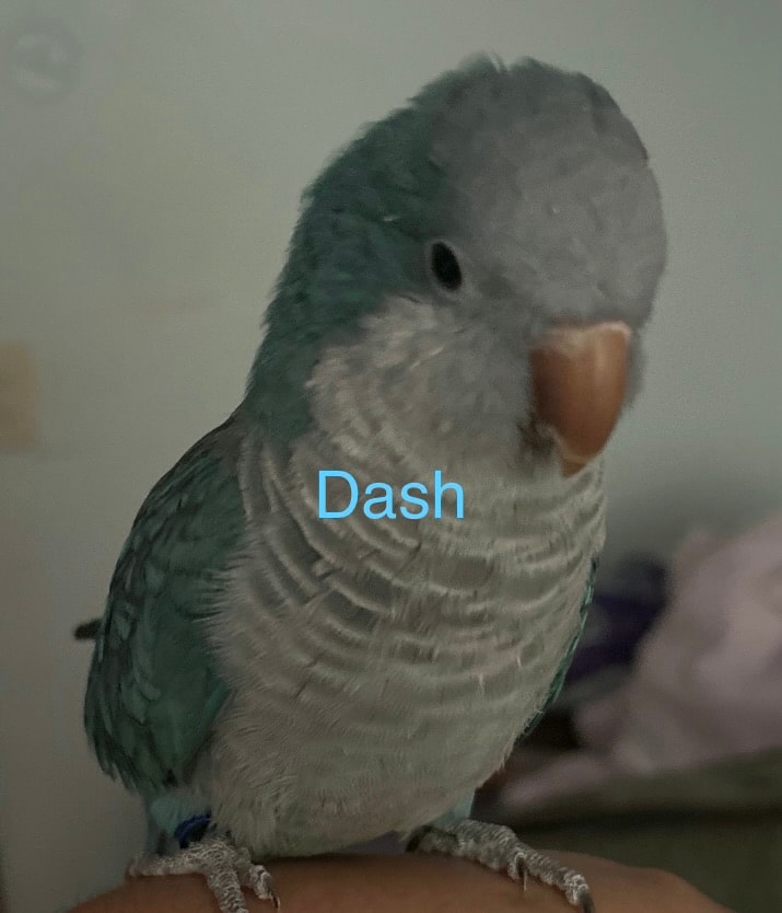 Dash, a Quaker Parrot at Flockers Birdie Bungalow Sanctuary