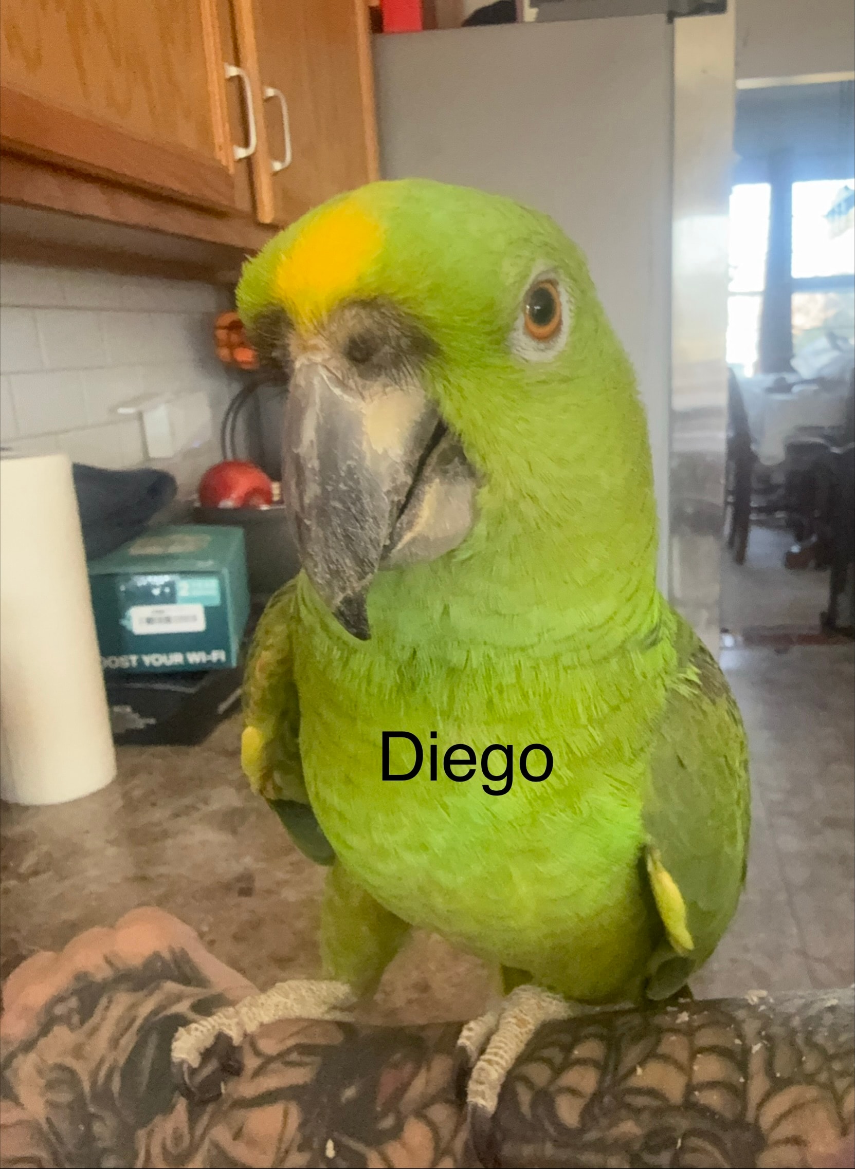 Diego, a Amazon Parrot at Flockers Birdie Bungalow Sanctuary