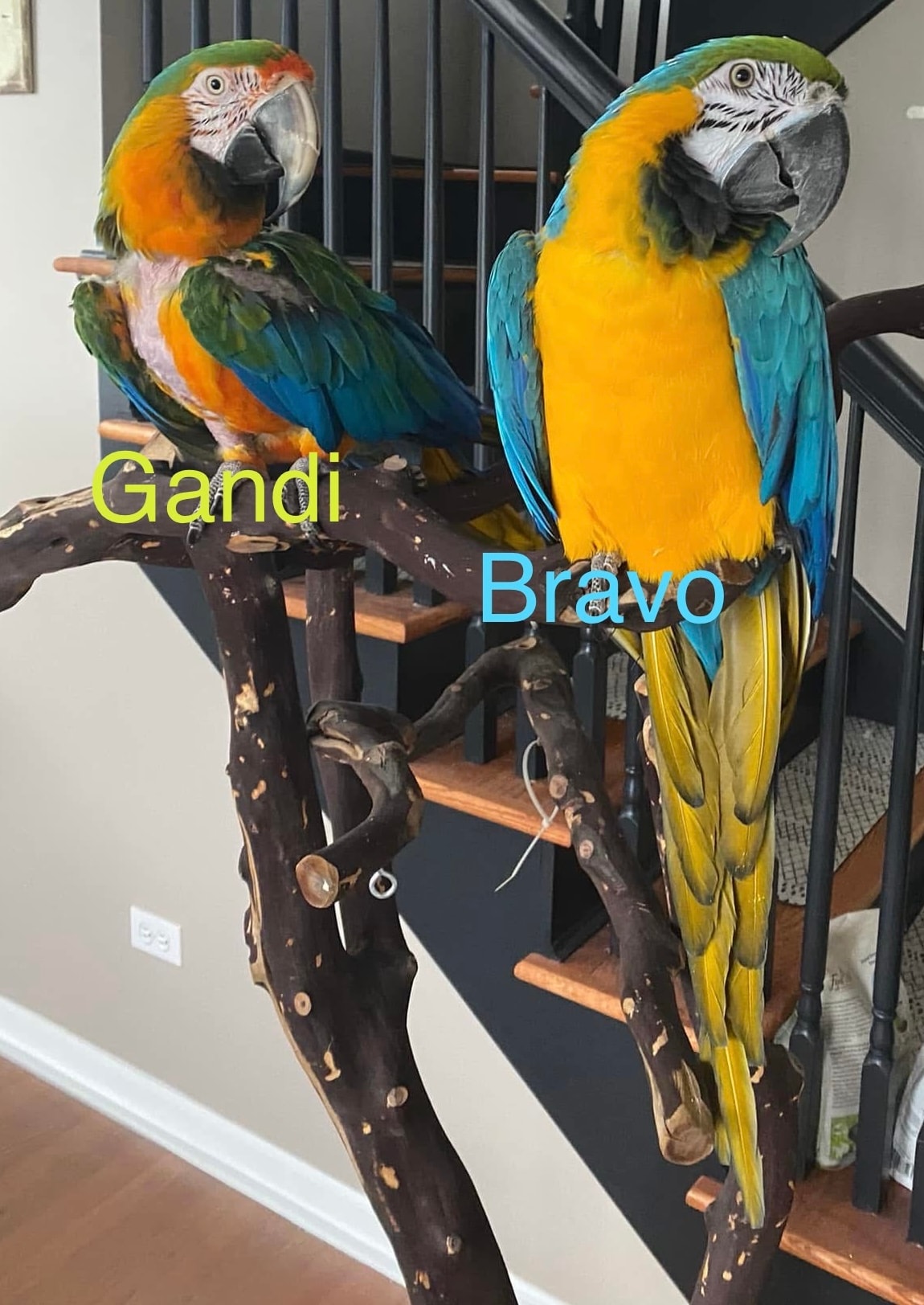 Gandi, a Blue-and-gold Macaw at Flockers Birdie Bungalow Sanctuary