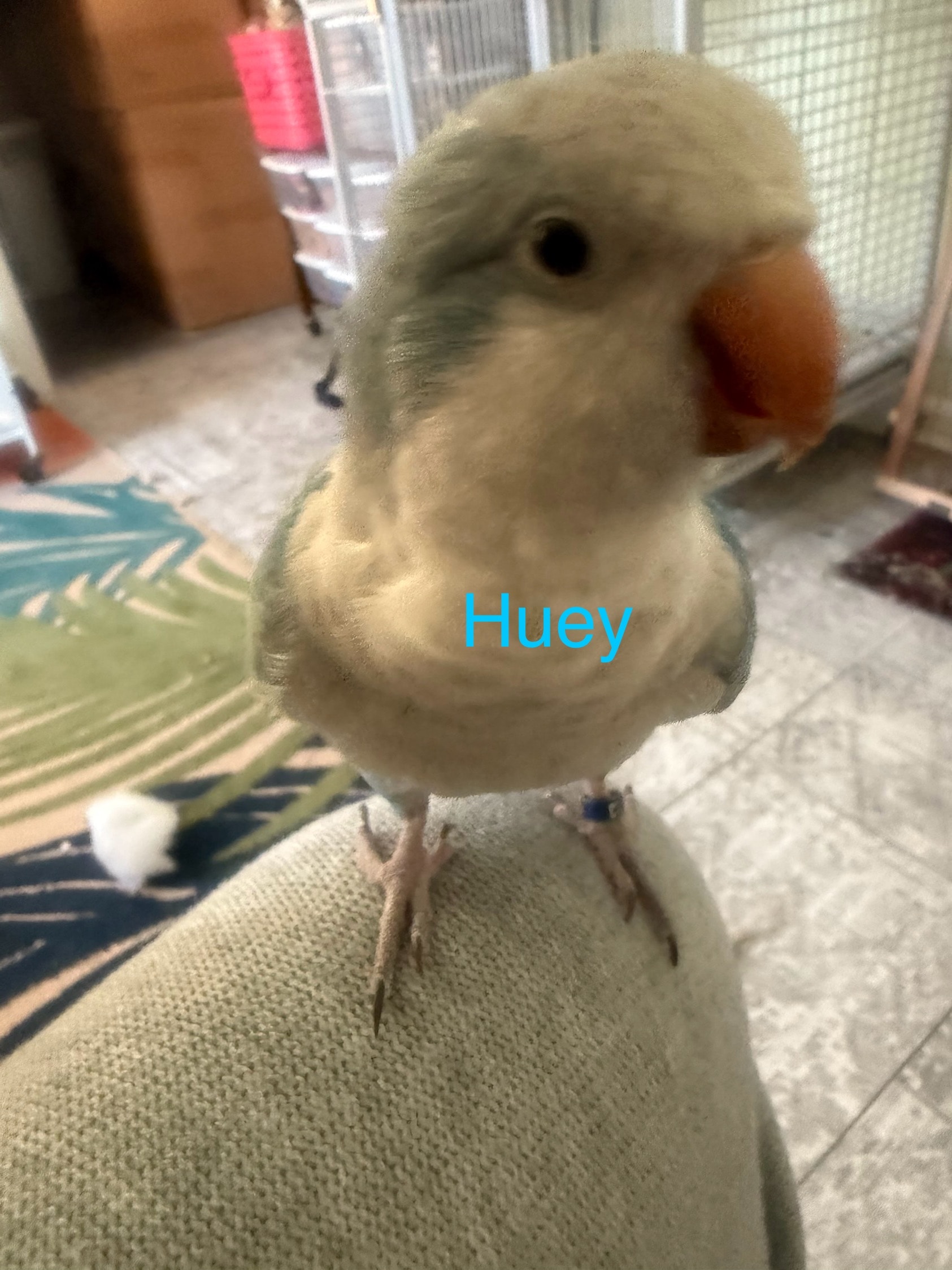 Huey, a Parakeet at Flockers Birdie Bungalow Sanctuary