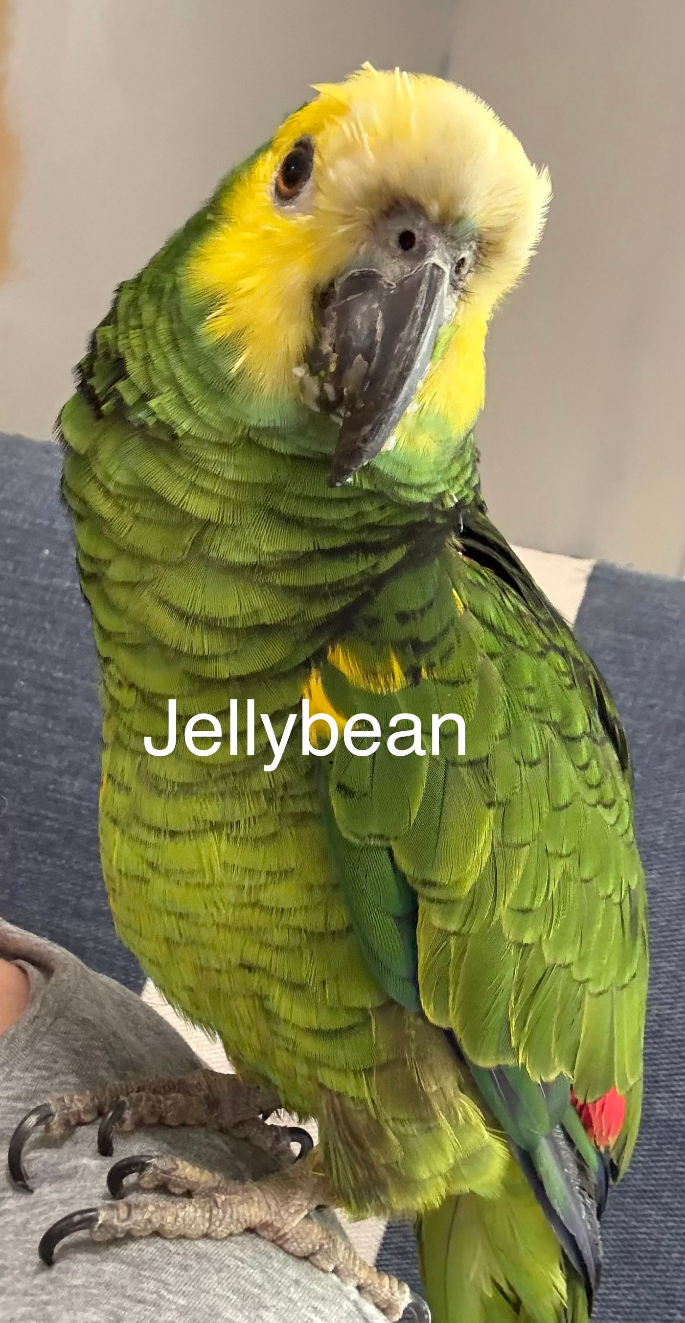 Jellybean, a Amazon Parrot at Flockers Birdie Bungalow Sanctuary