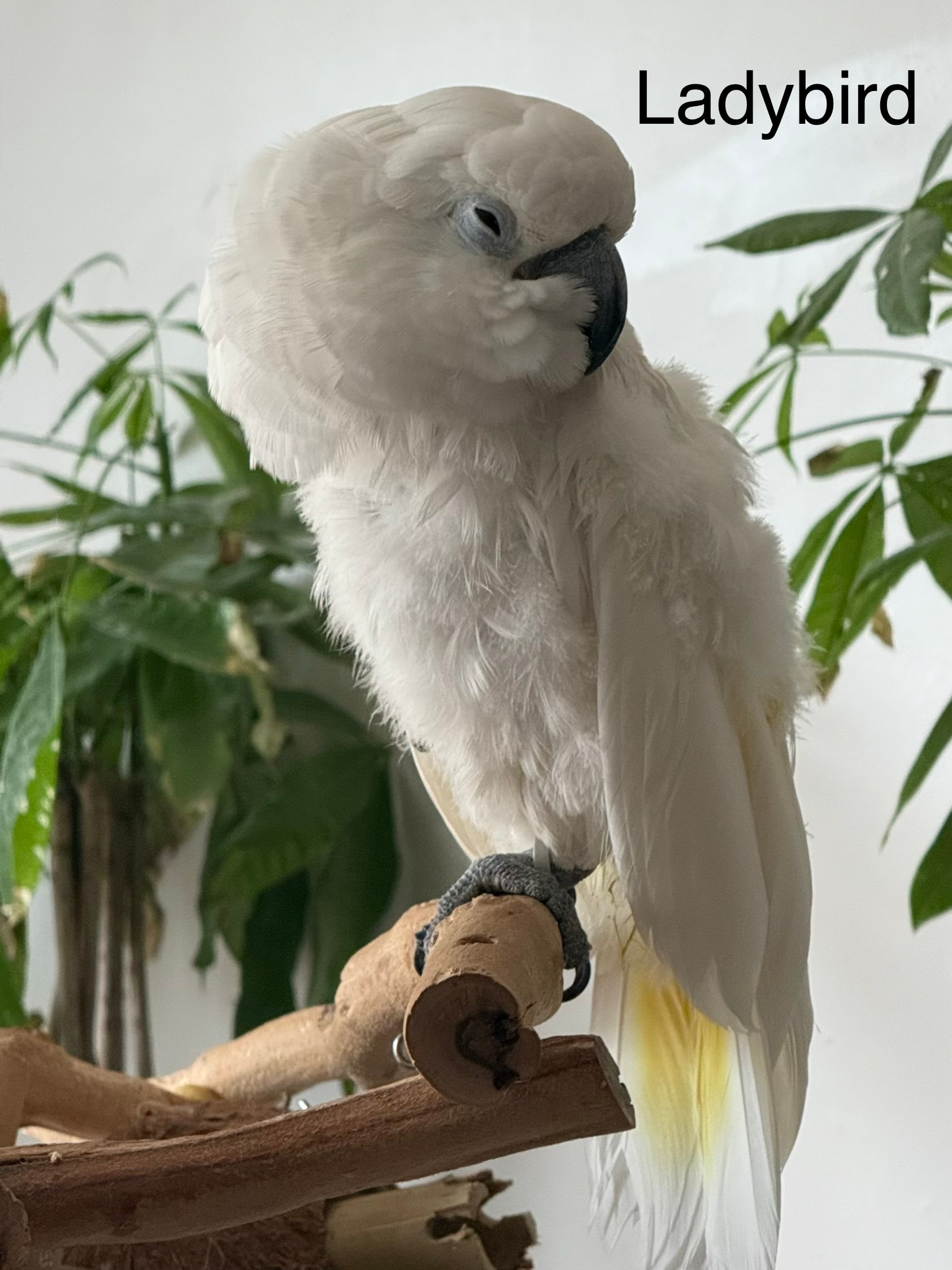 Ladybird, a Cockatoo at Flockers Birdie Bungalow Sanctuary