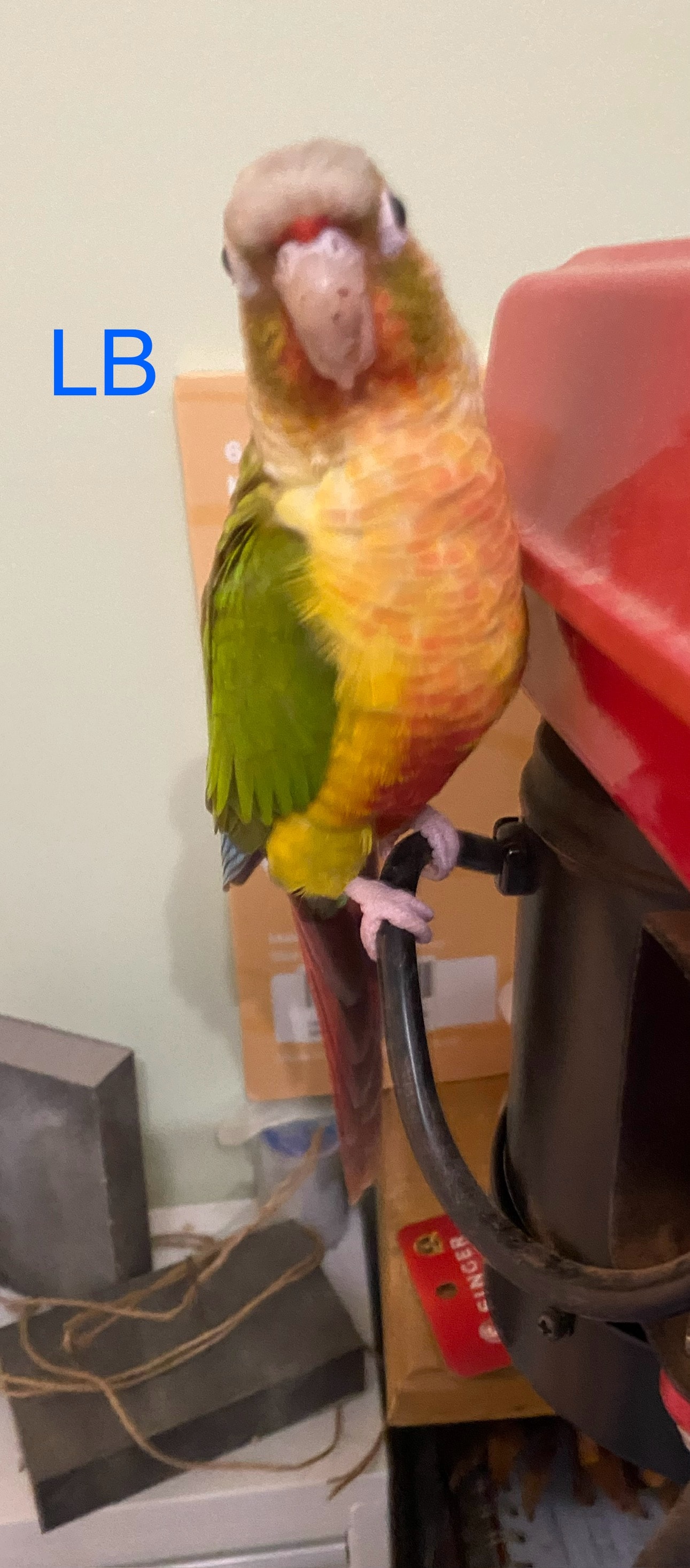 LB, a Green-cheeked Conure at Flockers Birdie Bungalow Sanctuary