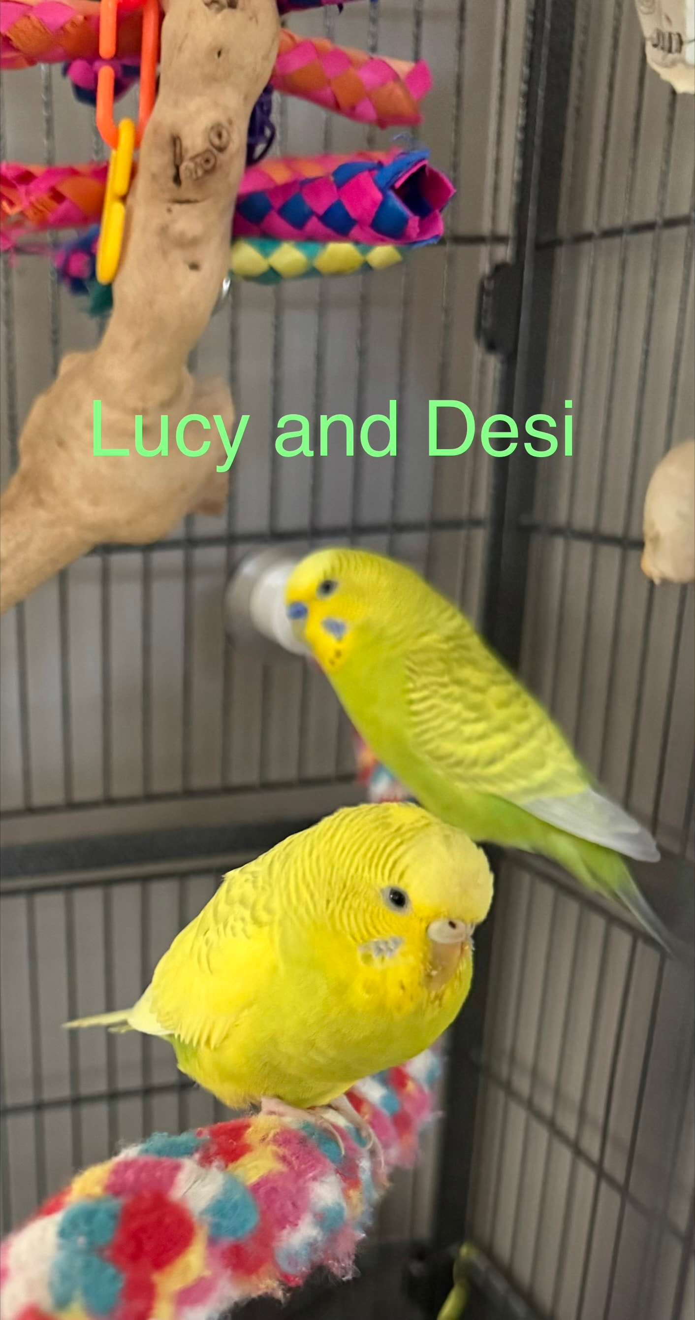 Lucy and Desi, a Budgerigars at Flockers Birdie Bungalow Sanctuary