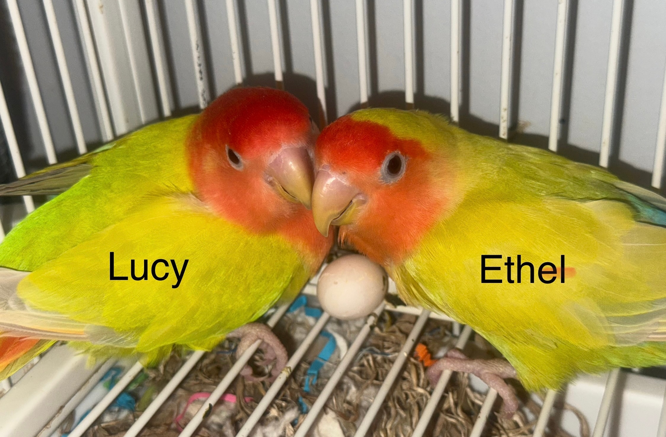 Lucy, a Lovebird at Flockers Birdie Bungalow Sanctuary