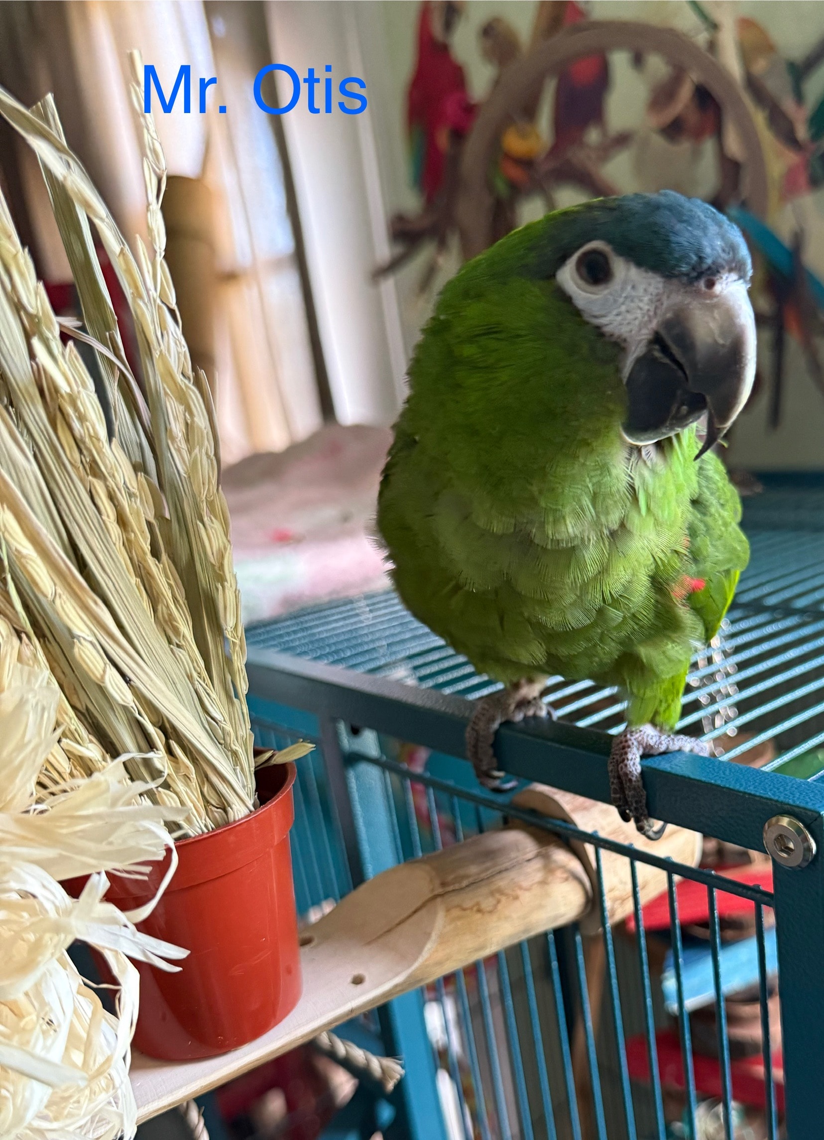 Mr. Otis, a Hahns Macaw • age unknown at Flockers Birdie Bungalow Sanctuary