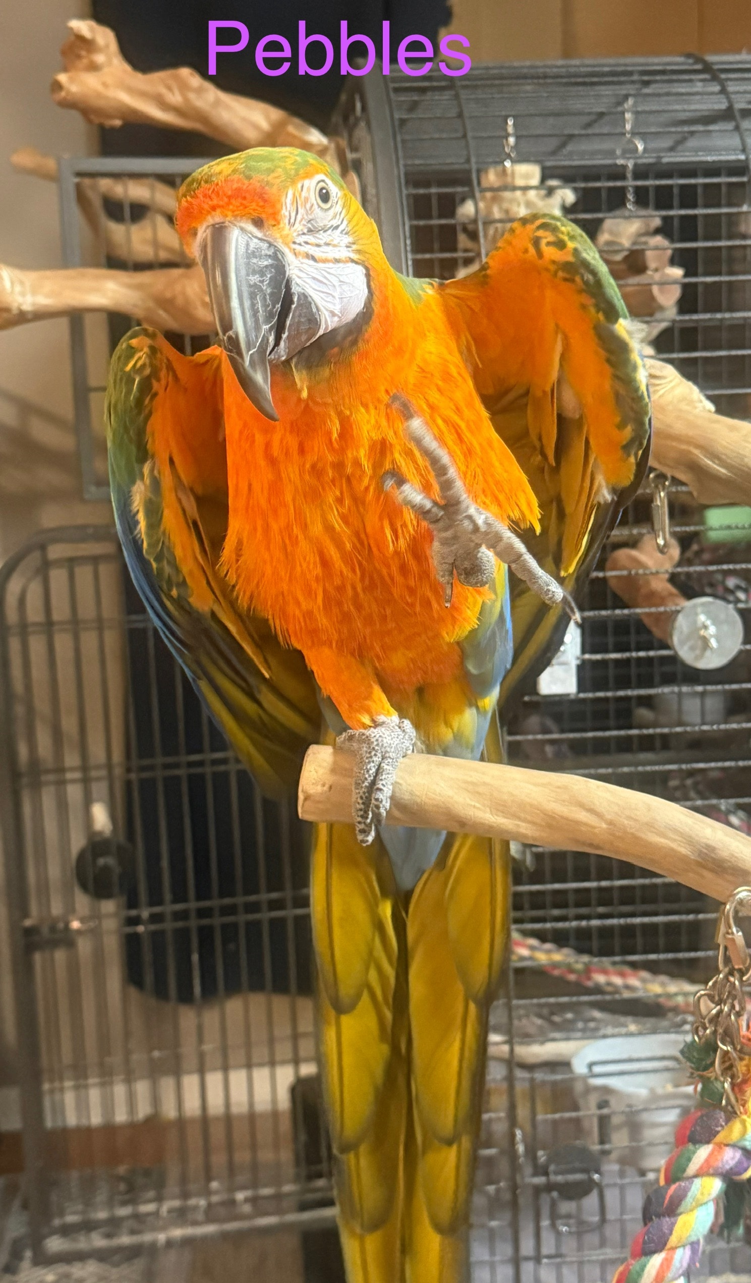 Peebles, a Macaw at Flockers Birdie Bungalow Sanctuary