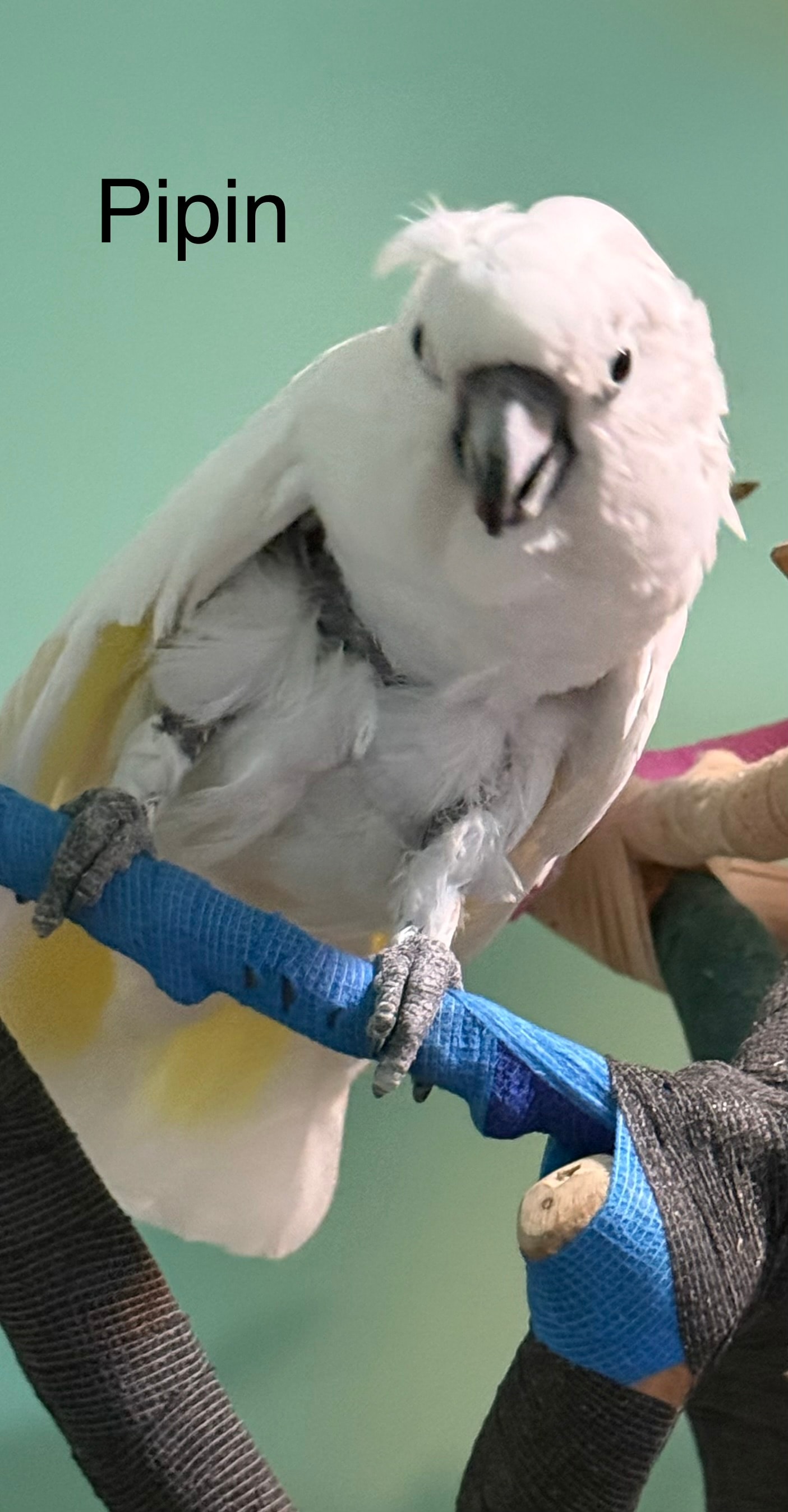 Pippin, a Cockatoo at Flockers Birdie Bungalow Sanctuary