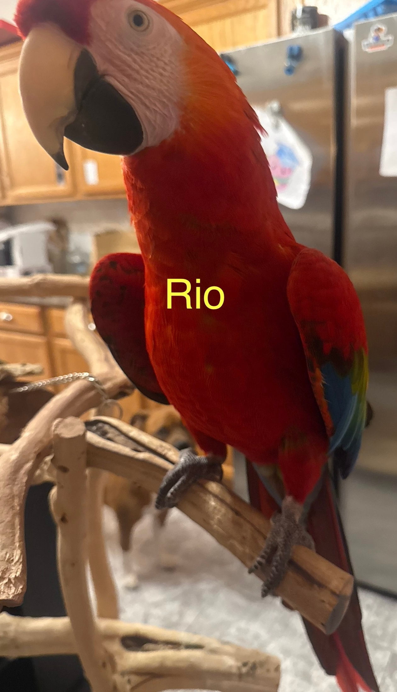 Rio, a Scarlet Macaw at Flockers Birdie Bungalow Sanctuary