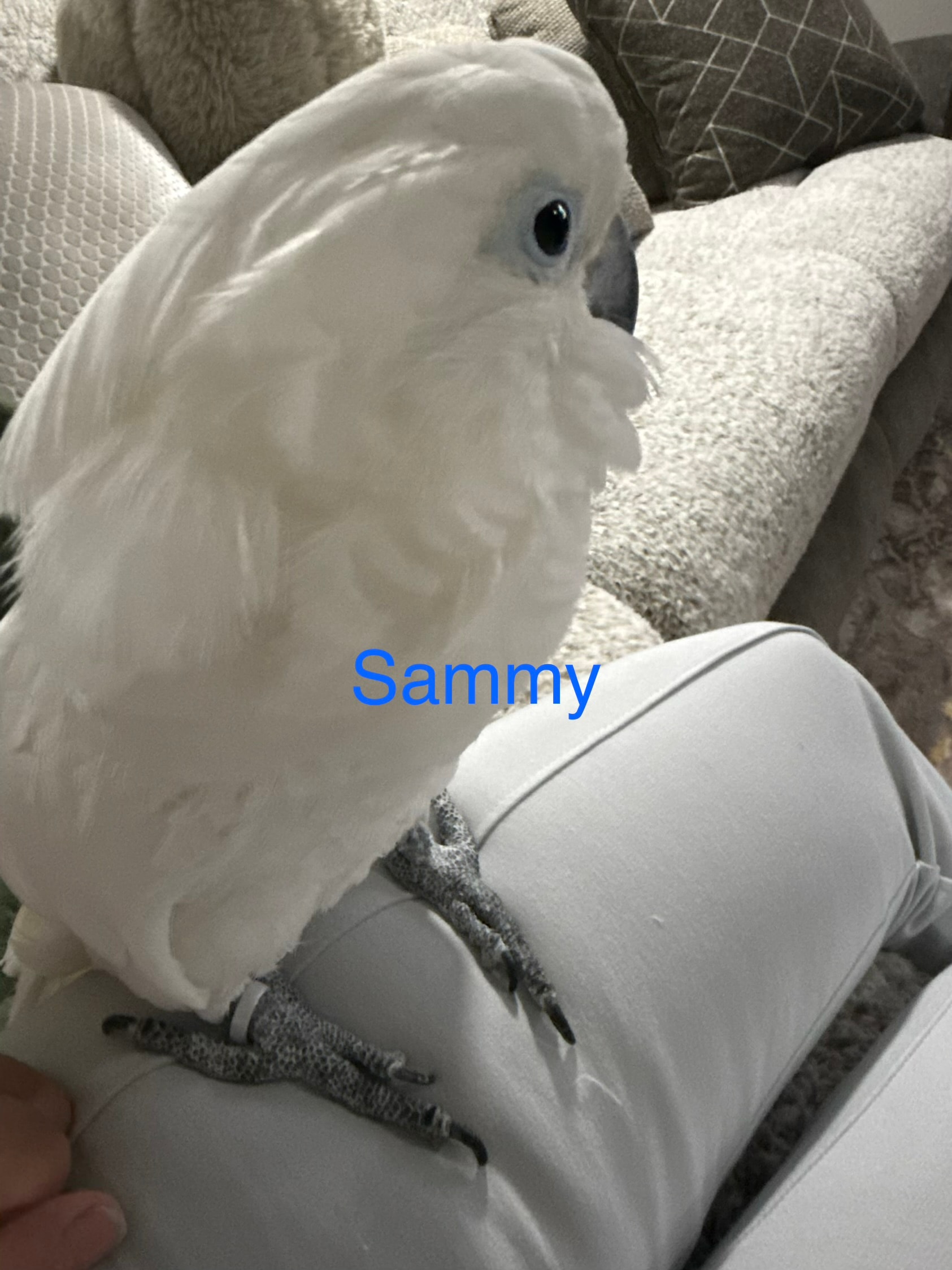 Sammy, a Cockatoo at Flockers Birdie Bungalow Sanctuary
