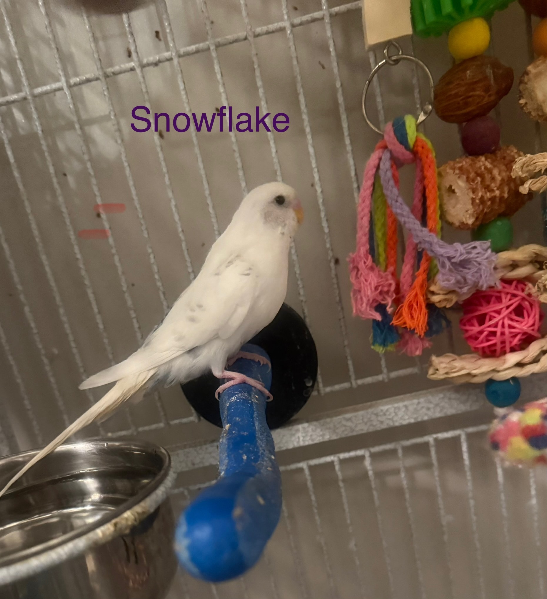 Snowflake, a Budgerigar at Flockers Birdie Bungalow Sanctuary