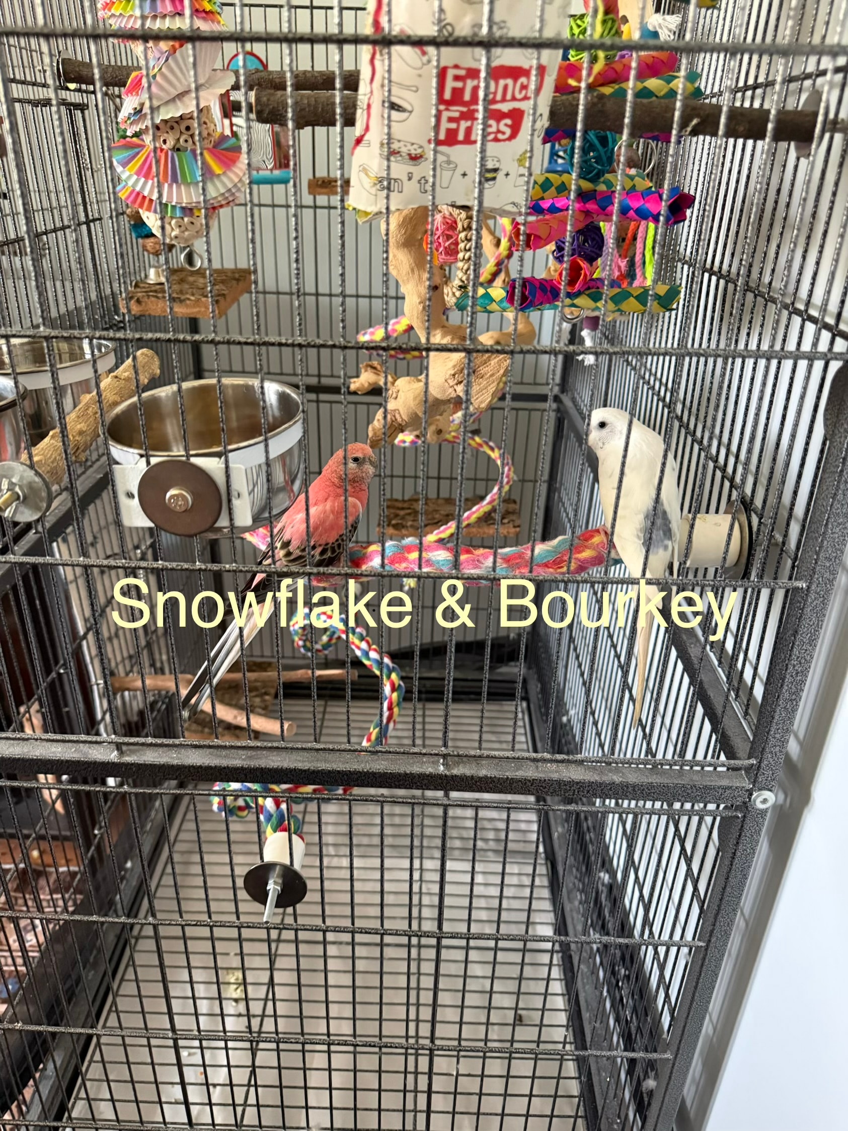 Snowflake and Bourkey, a Budgerigars at Flockers Birdie Bungalow Sanctuary