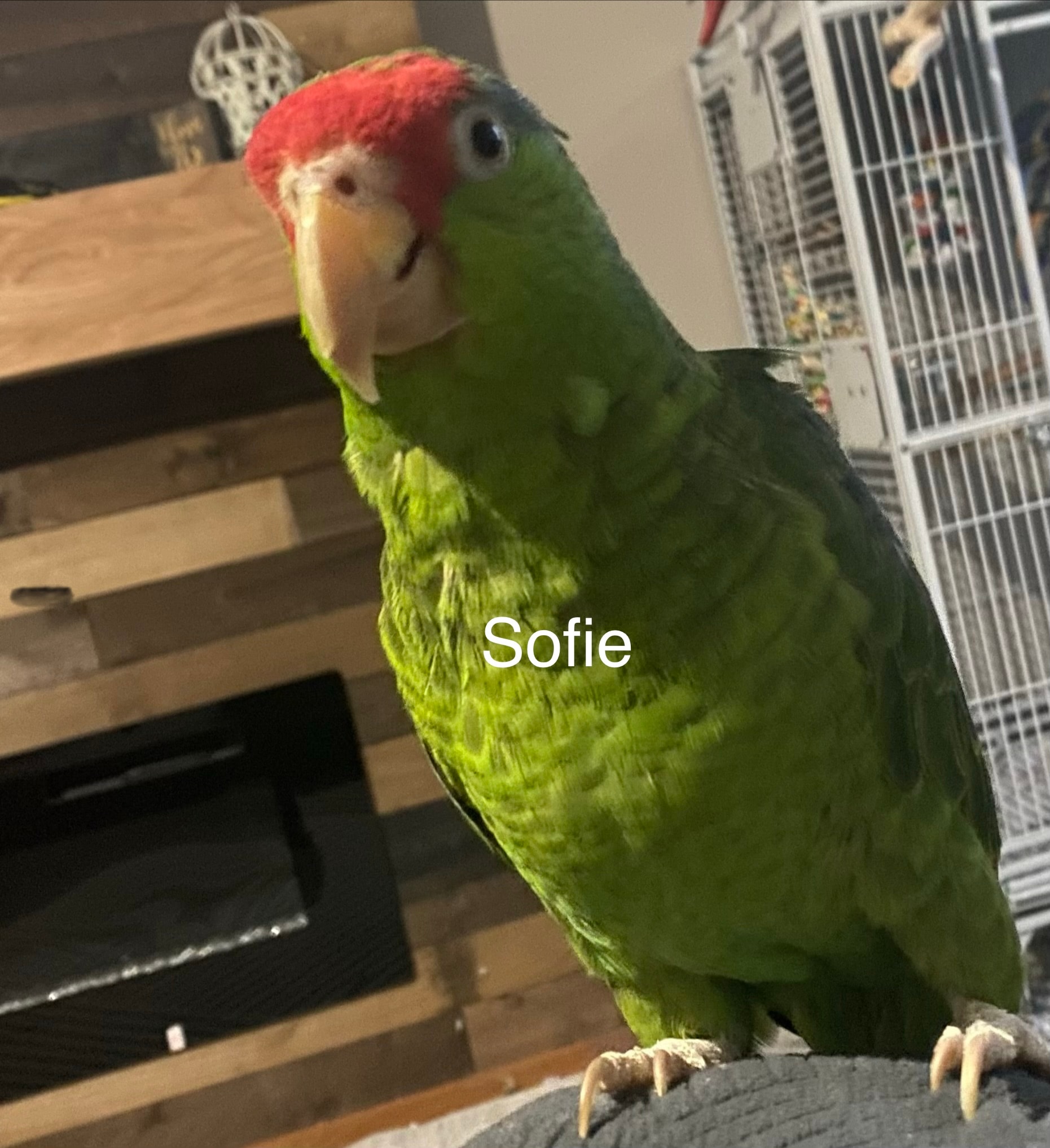 Sofie, a Red Headed Mexican Amazon • age unknown at Flockers Birdie Bungalow Sanctuary