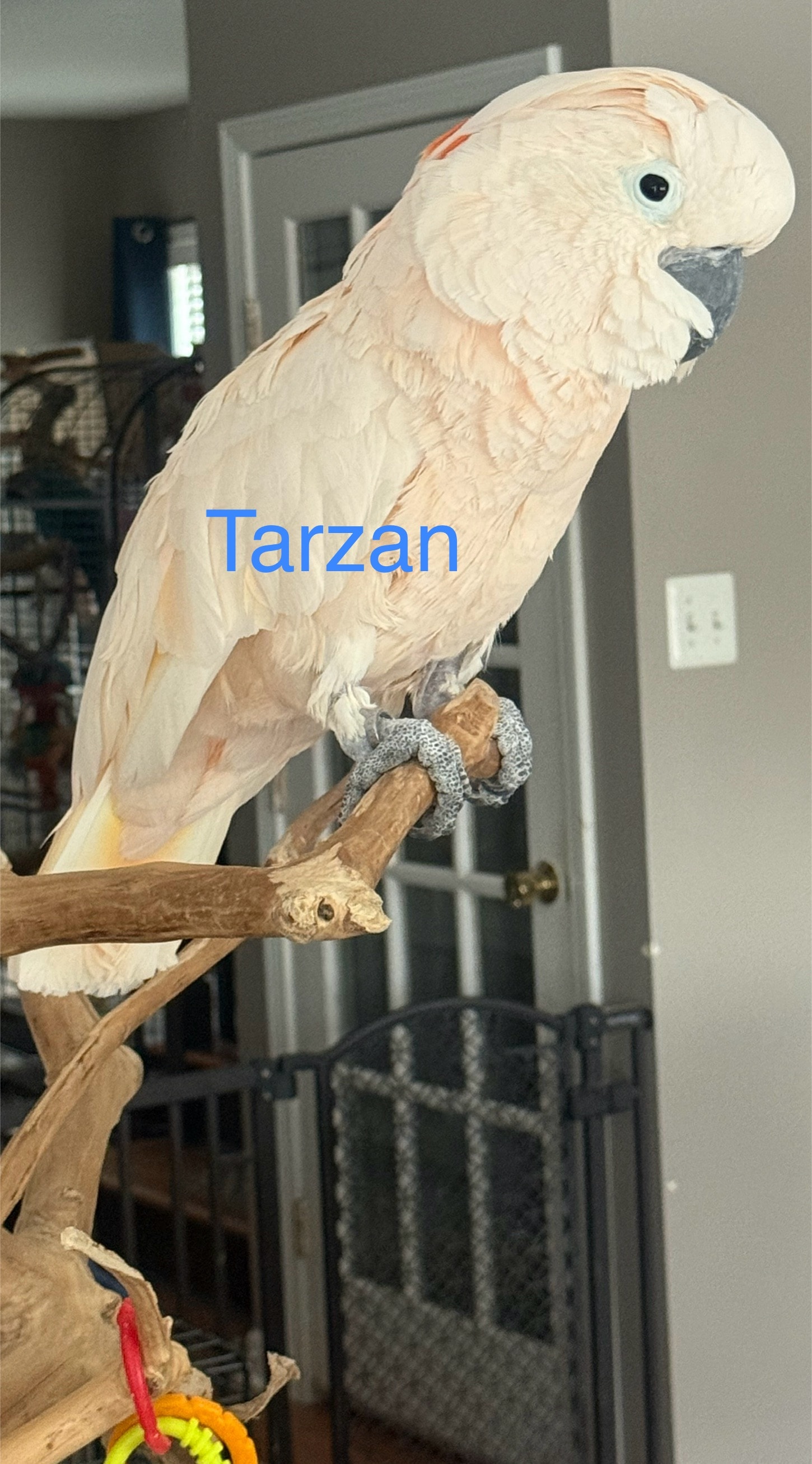 Tarzan, a Moluccan Cockatoo at Flockers Birdie Bungalow Sanctuary